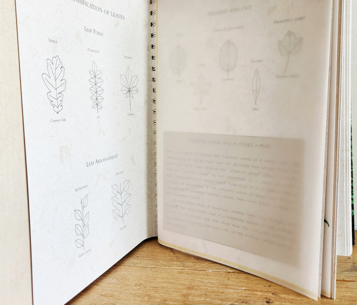 A Notebook of Trees A Guide to Identifying and Gathering 35 Leaves